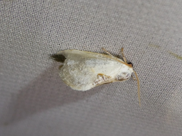 Cilix glaucata - törpe sarlósszövő