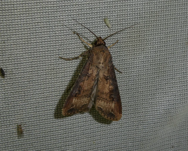 Agrotis ipsilon - nagy földibagoly