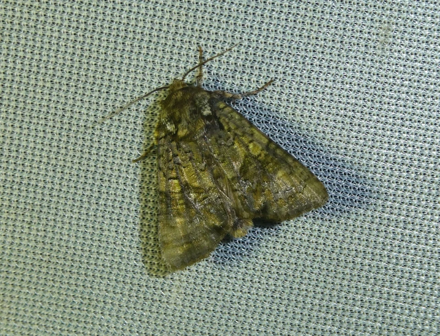 Craniophora ligustri - fagyalbagoly