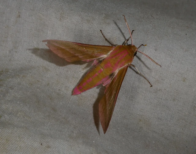Deilephila elpenor - szőlőszender