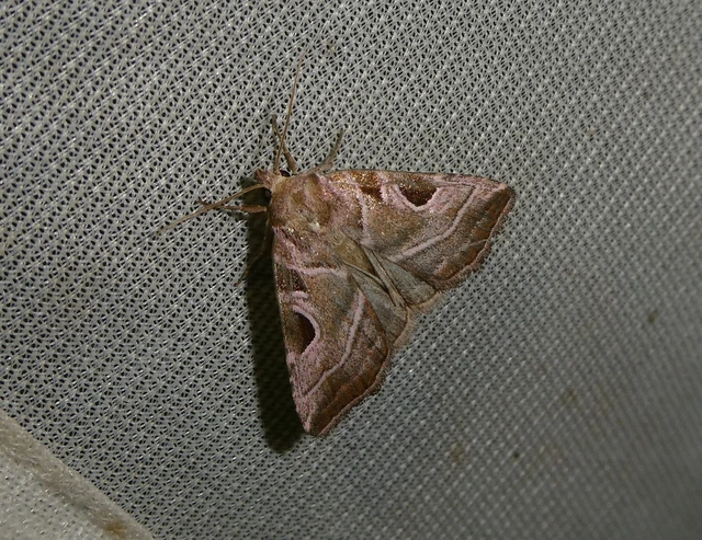 Eucarta virgo - mocsári ametisztbagoly