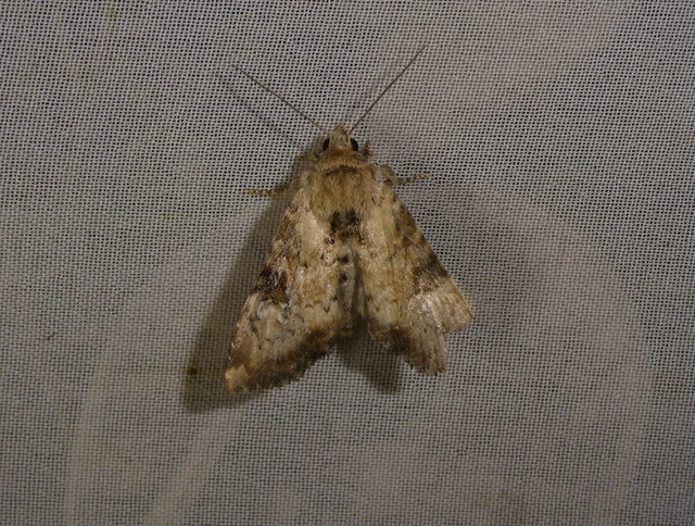 Loscopia scolopacina - csinos dudvabagoly