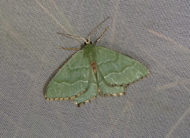 Hemithea aestivaria - nyír-zöldaraszoló
