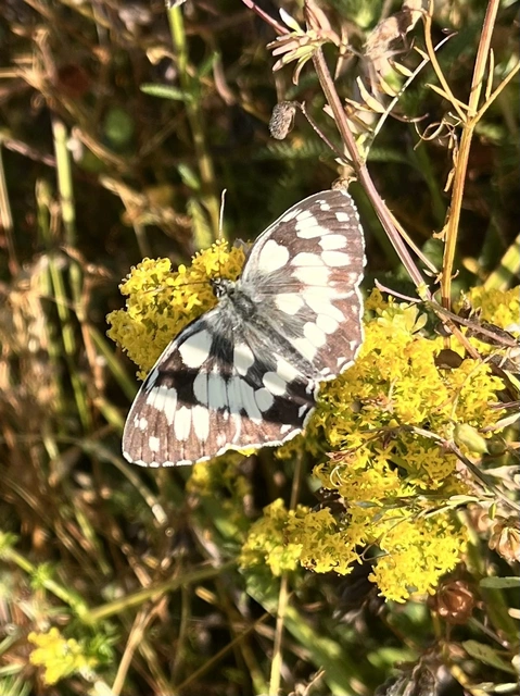 Melanargia galathea - sakktáblalepke