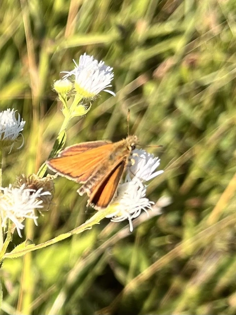 Thymelicus lineola - vonalas busalepke