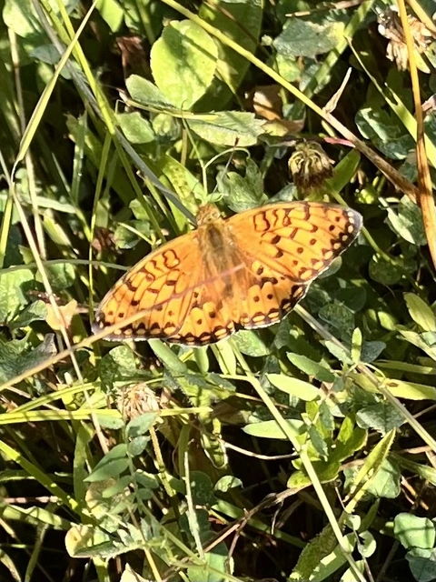 Argynnis aglaja - kerekfoltú gyöngyházlepke Argynnis aglaja - kerekfoltú gyöngyházlepke