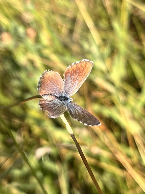 Pseudophilotes schiffermuelleri - apró boglárka