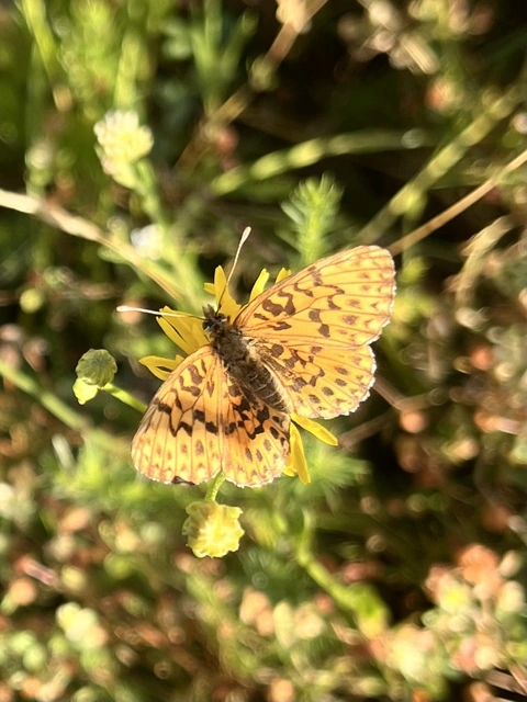 Boloria dia - kis gyöngyházlepke