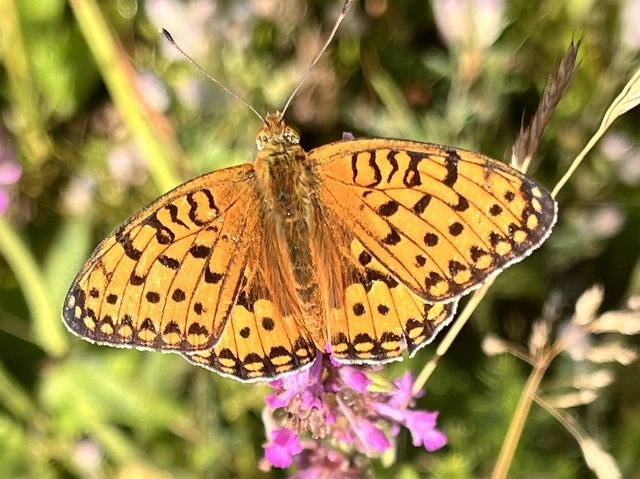Argynnis aglaja - kerekfoltú gyöngyházlepke Argynnis aglaja - kerekfoltú gyöngyházlepke