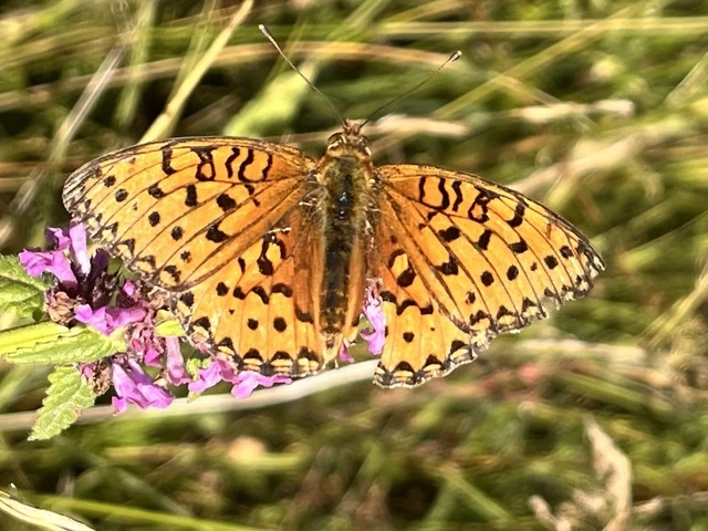 Argynnis aglaja - kerekfoltú gyöngyházlepke Argynnis aglaja - kerekfoltú gyöngyházlepke