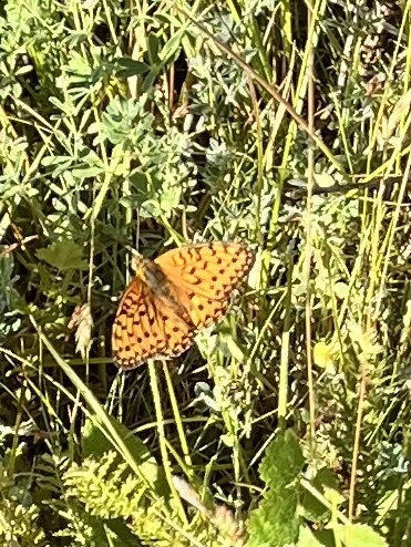 Argynnis aglaja - kerekfoltú gyöngyházlepke Argynnis aglaja - kerekfoltú gyöngyházlepke