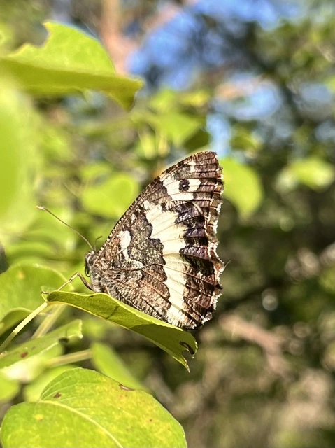 Brintesia circe - fehéröves szemeslepke