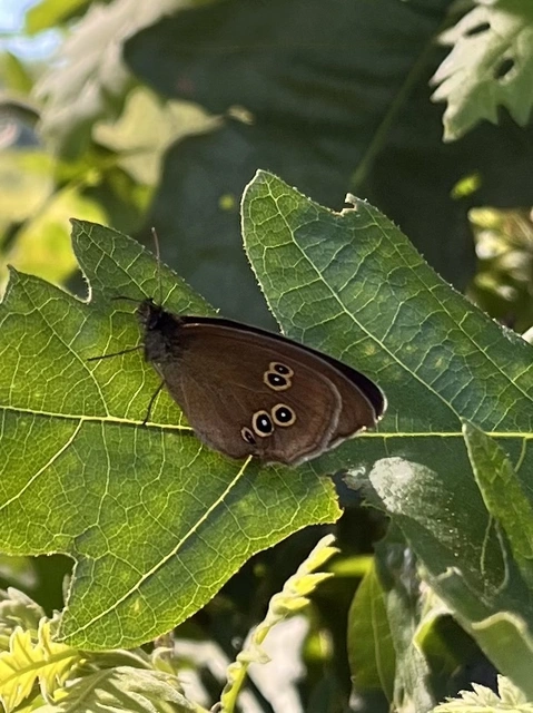 Aphantopus hyperanthus - közönséges ökörszemlepke