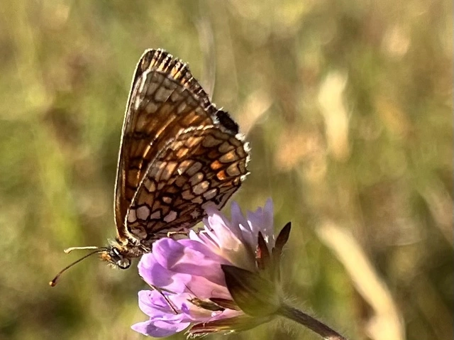 Melitaea aurelia - recés tarkalepke