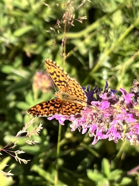 Boloria dia - kis gyöngyházlepke