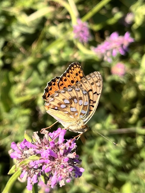 Argynnis aglaja - kerekfoltú gyöngyházlepke Argynnis aglaja - kerekfoltú gyöngyházlepke