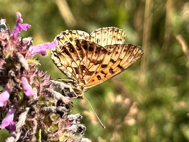 Boloria dia - kis gyöngyházlepke