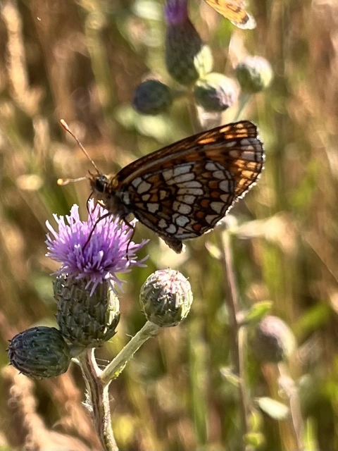 Melitaea aurelia - recés tarkalepke