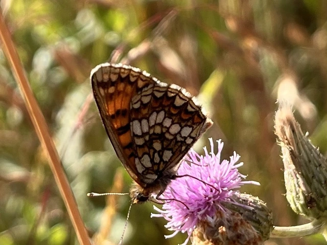 Melitaea aurelia - recés tarkalepke