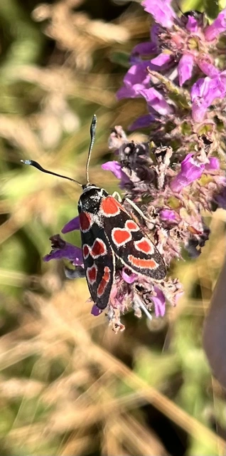 Zygaena carniolica - fehérgyűrűs csüngőlepke