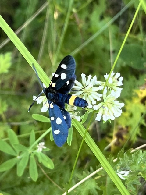 Zygaena ephialtes - változékony csüngőlepke