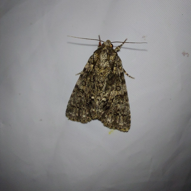 Acronicta rumicis - sóska-szigonyosbagoly