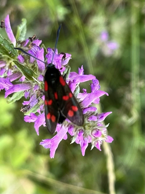 Zygaena filipendulae - acélszínű csüngőlepke