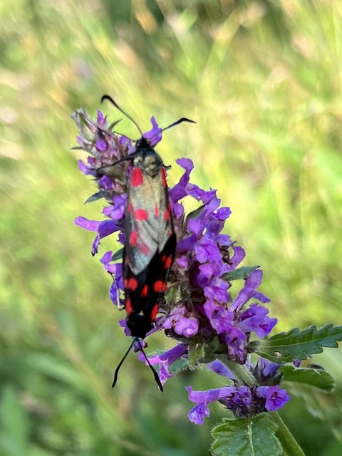 Zygaena filipendulae - acélszínű csüngőlepke