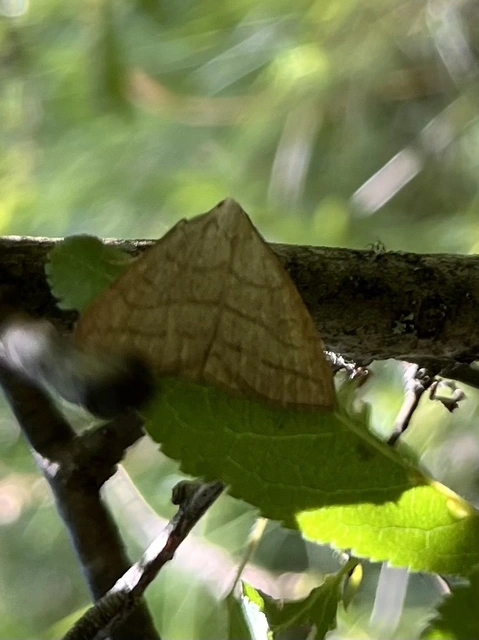 Polypogon tentacularia - sötétaljú karcsúbagoly