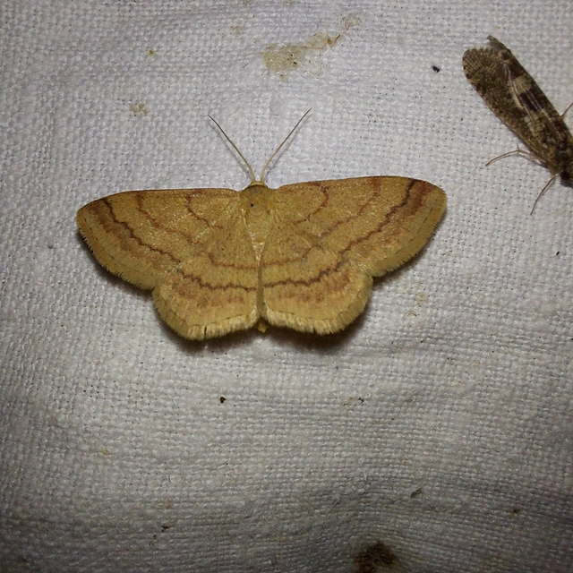 Scopula rubiginata - réti pirosaraszoló