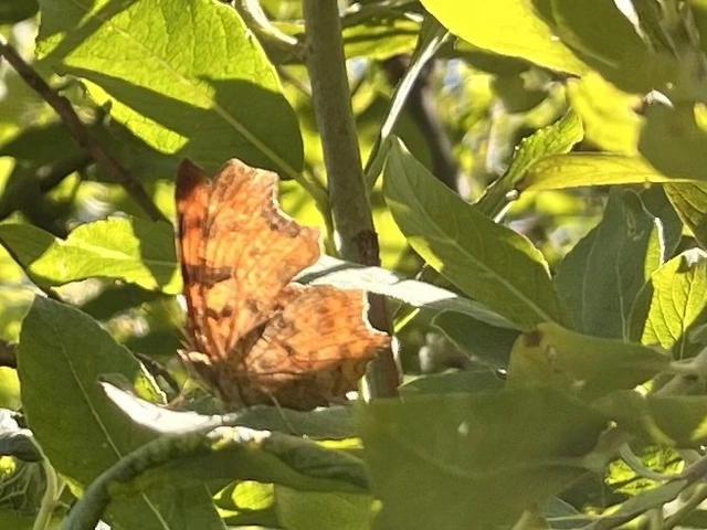 Nymphalis c-album - C-betűs lepke