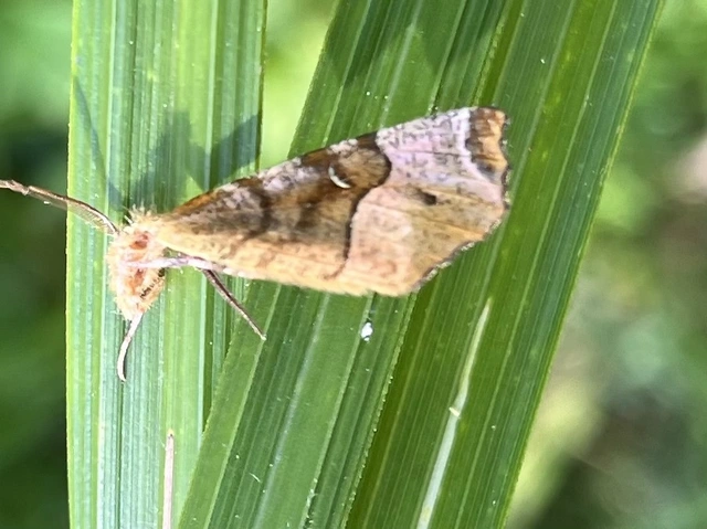 Selenia tetralunaria - négyfoltos holdasaraszoló