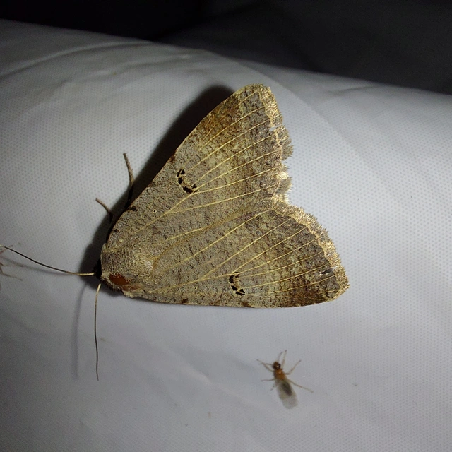 Lygephila craccae - gyakori csüdfűbagoly