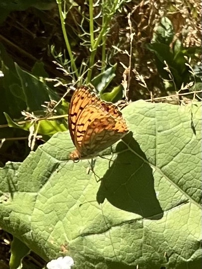 Argynnis aglaja - kerekfoltú gyöngyházlepke Argynnis aglaja - kerekfoltú gyöngyházlepke
