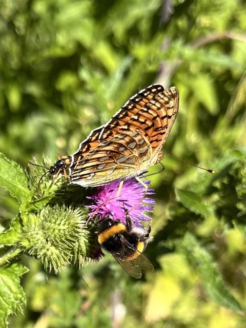Argynnis aglaja - kerekfoltú gyöngyházlepke Argynnis aglaja - kerekfoltú gyöngyházlepke