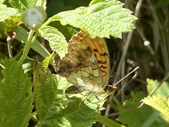 Brenthis daphne - málna-gyöngyházlepke