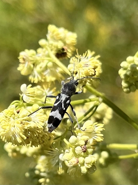 Chlorophorus figuratus - rajzos darázscincér