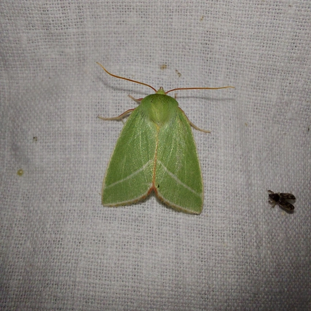 Pseudoips prasinana - bükkfa-zöldbagoly