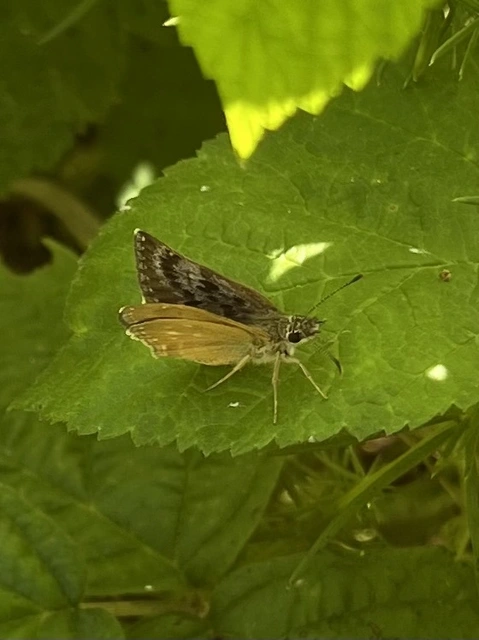 Erynnis tages - cigánylepke