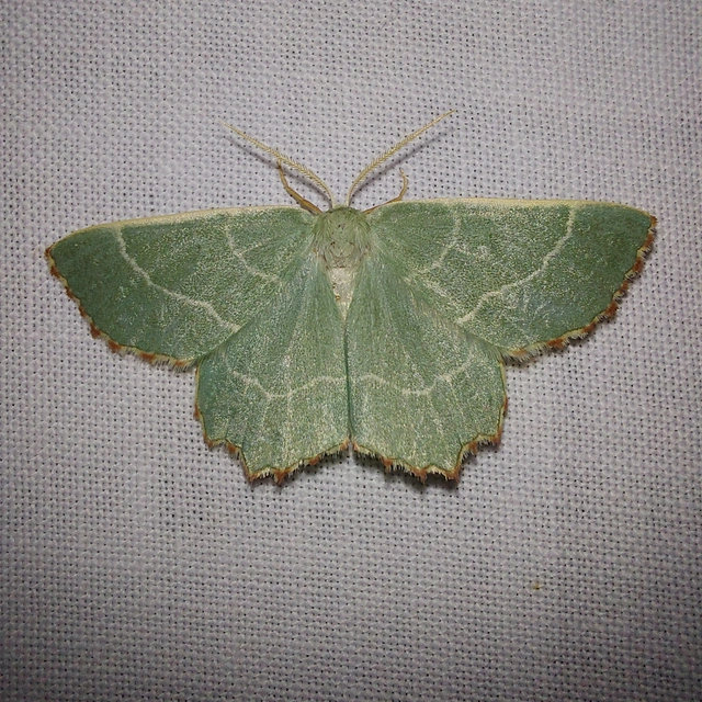 Thalera fimbrialis - csipkésszélű zöldaraszoló