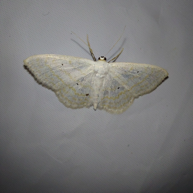 Scopula subpunctaria - törtvonalas sávosaraszoló