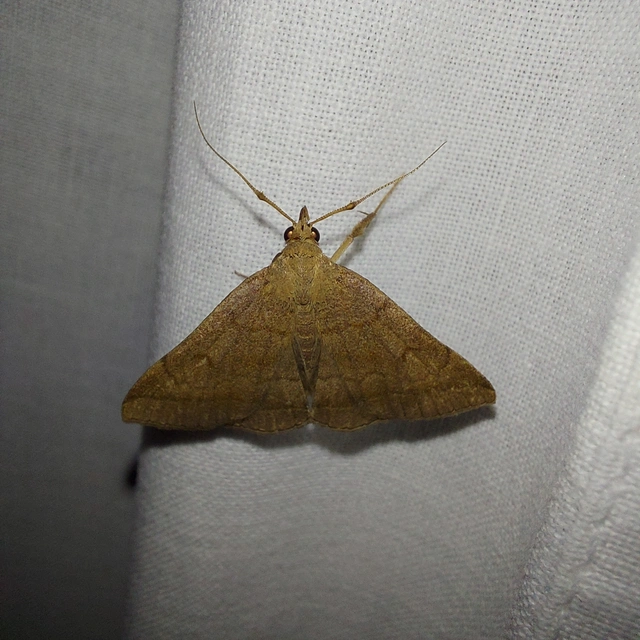 Zanclognatha lunalis - pelyheslábú karcsúbagoly