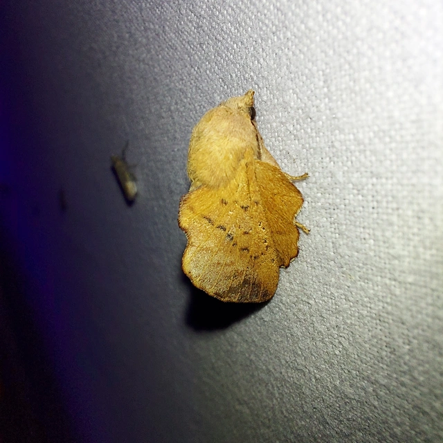 Phyllodesma tremulifolia - nyárlevélpohók