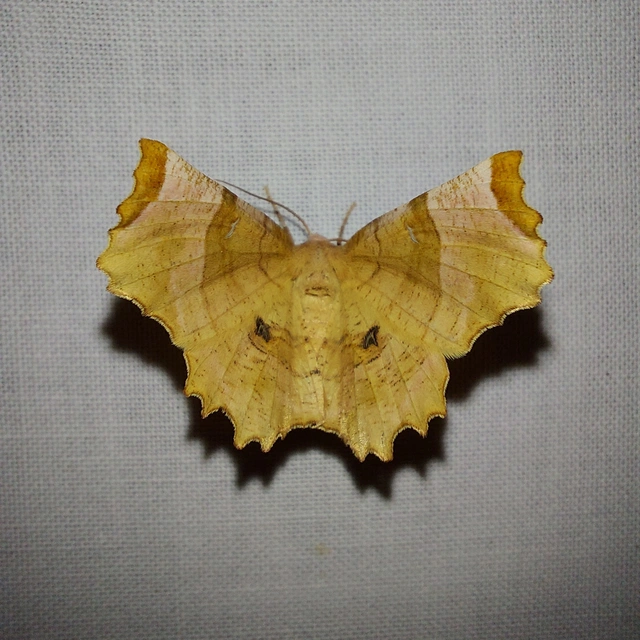 Selenia lunularia - egyfoltos holdasaraszoló