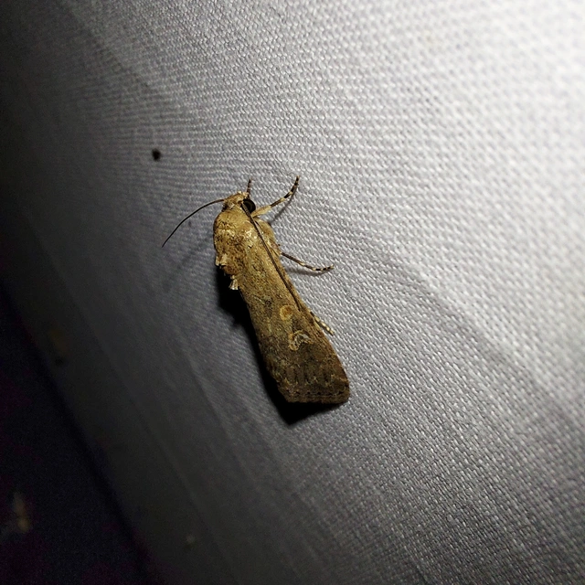 Spodoptera exigua - apró jegyesbagoly