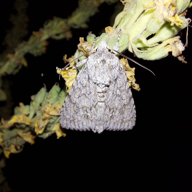 Acronicta aceris - vadgesztenye-szigonyosbagoly