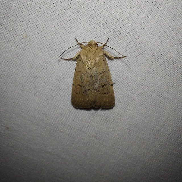 Platyperigea aspersa - homokszínű selymesbagoly