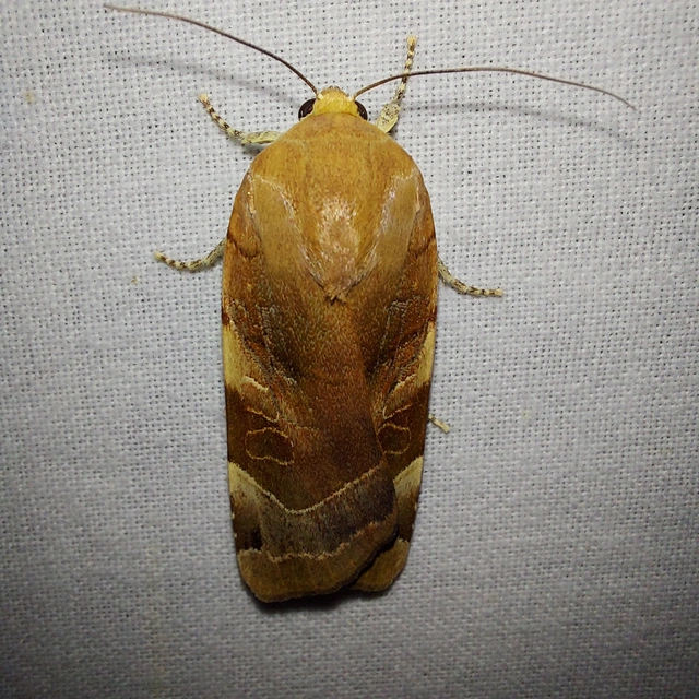 Noctua fimbriata - szélessávú sárgafűbagoly