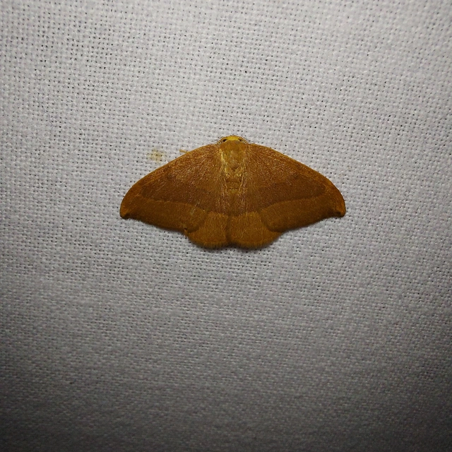 Watsonalla cultraria - bükkfa-sarlósszövő