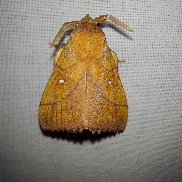 Odonestis pruni - szilvafapohók